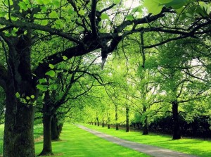 portland landscaping creates this scenic walkway covered by well-groomed trees