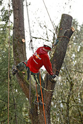 man working on tall tree, tree services in portland or