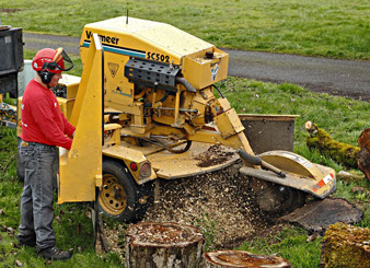 stump grinding is one type of tree services in portland oregon