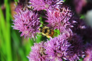 Bee Garden Portland NW Arbor