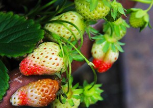 Strawberries Disease NW Arbor Portland