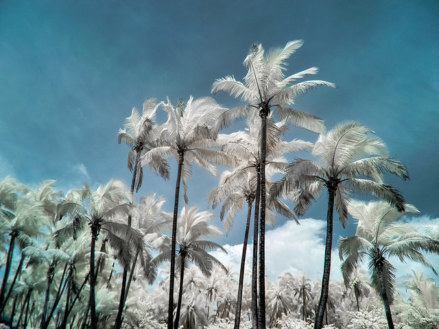 infrared hawaii palm trees